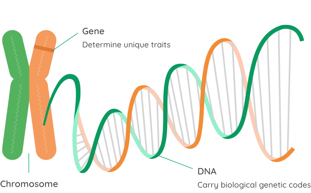 Extended Note: What Is a Gene?