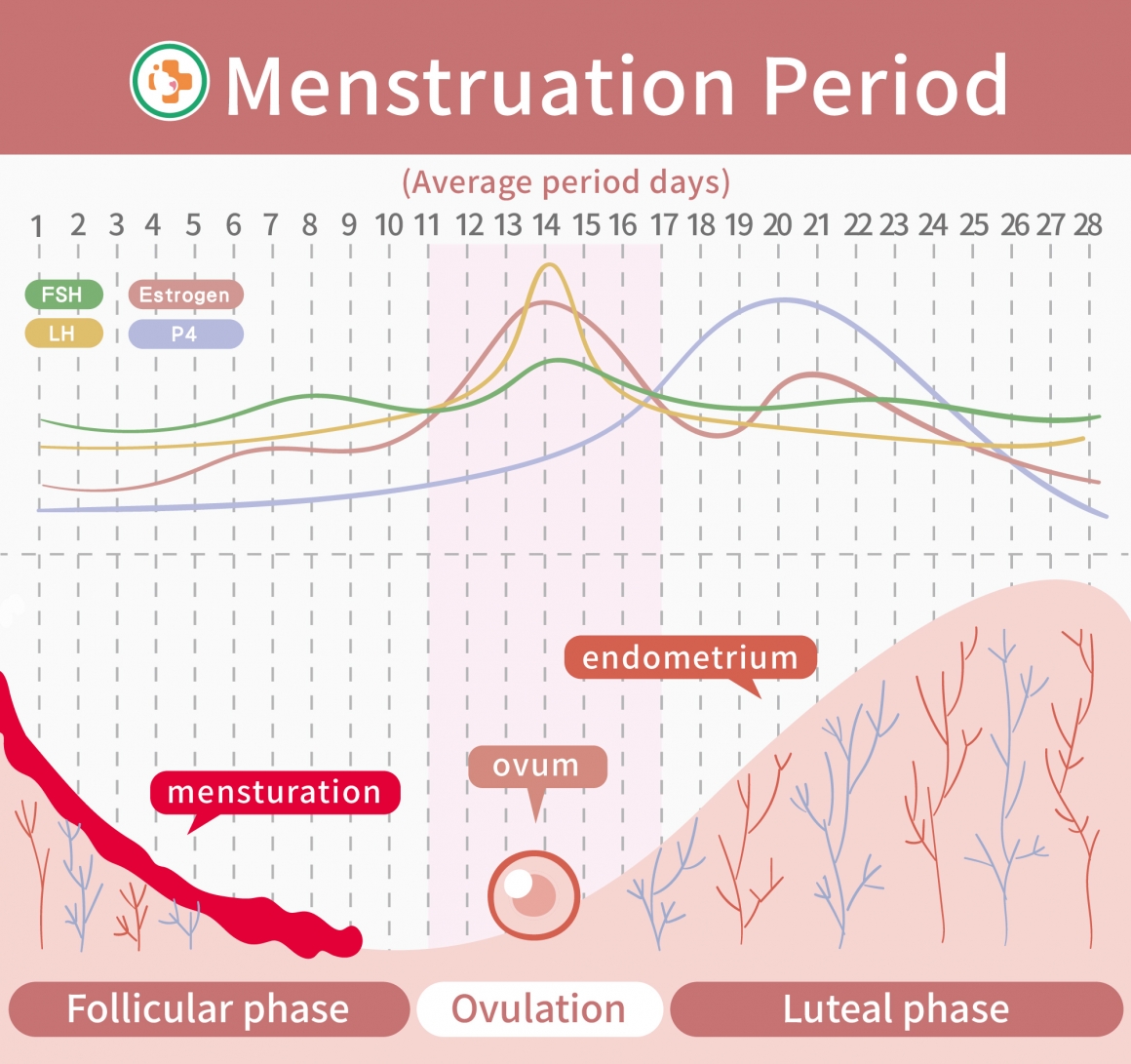Menstruation Period