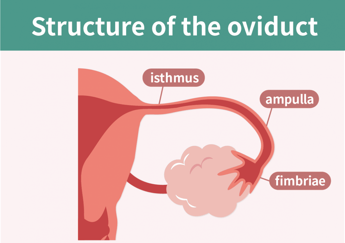 Structure of the fallopian tube Structure of the fallopian tube: isthmus, ampulla and fimbriae